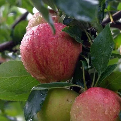 Apple Bloody Butcher