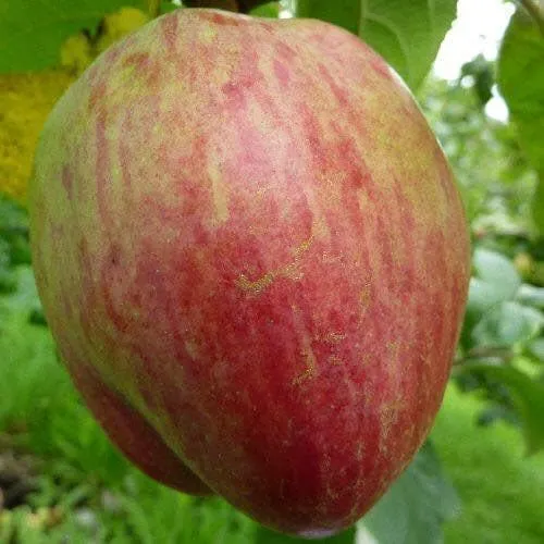 Apple Bloody Butcher