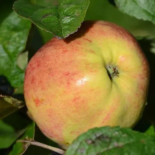 Apple Bloody Butcher