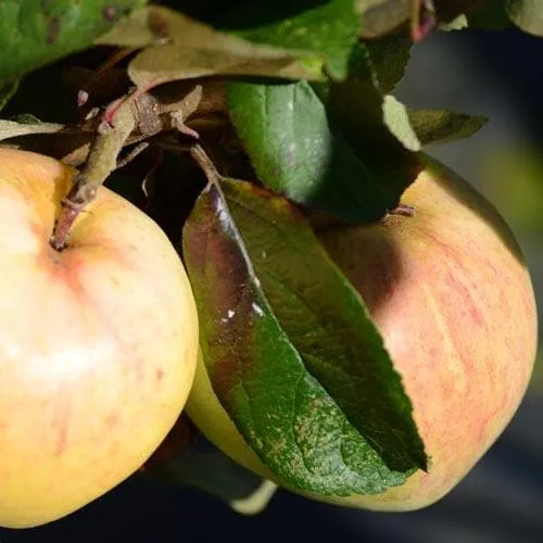 Apple Bloody Butcher