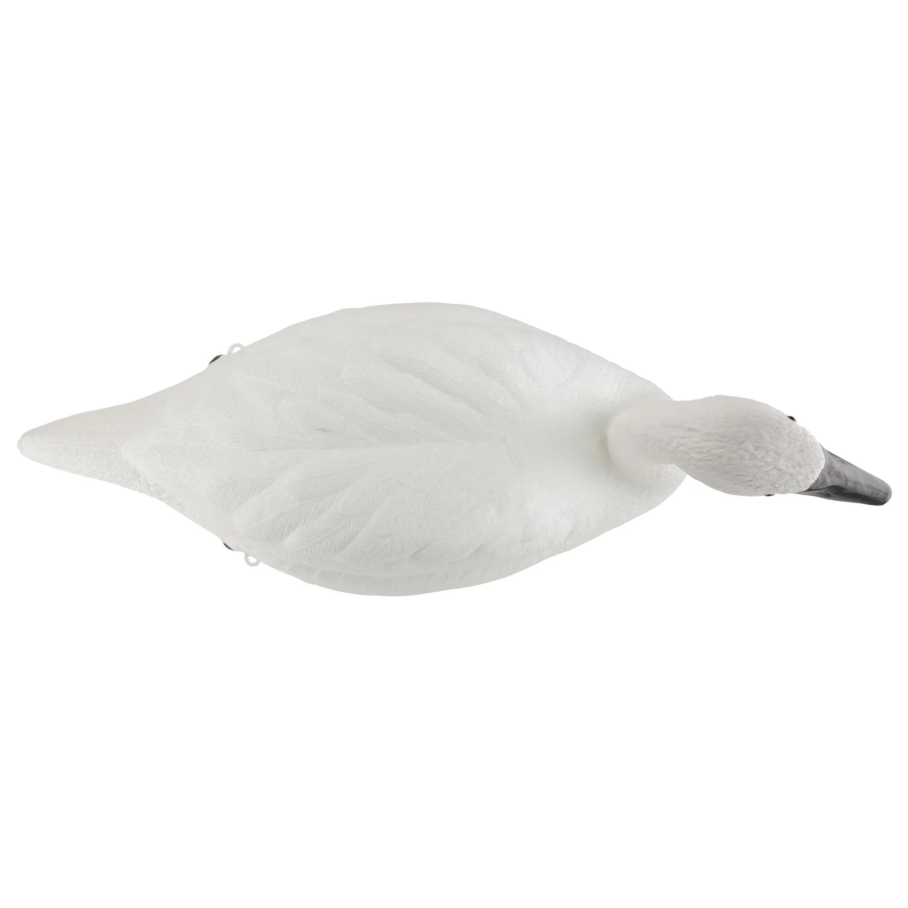 Swan