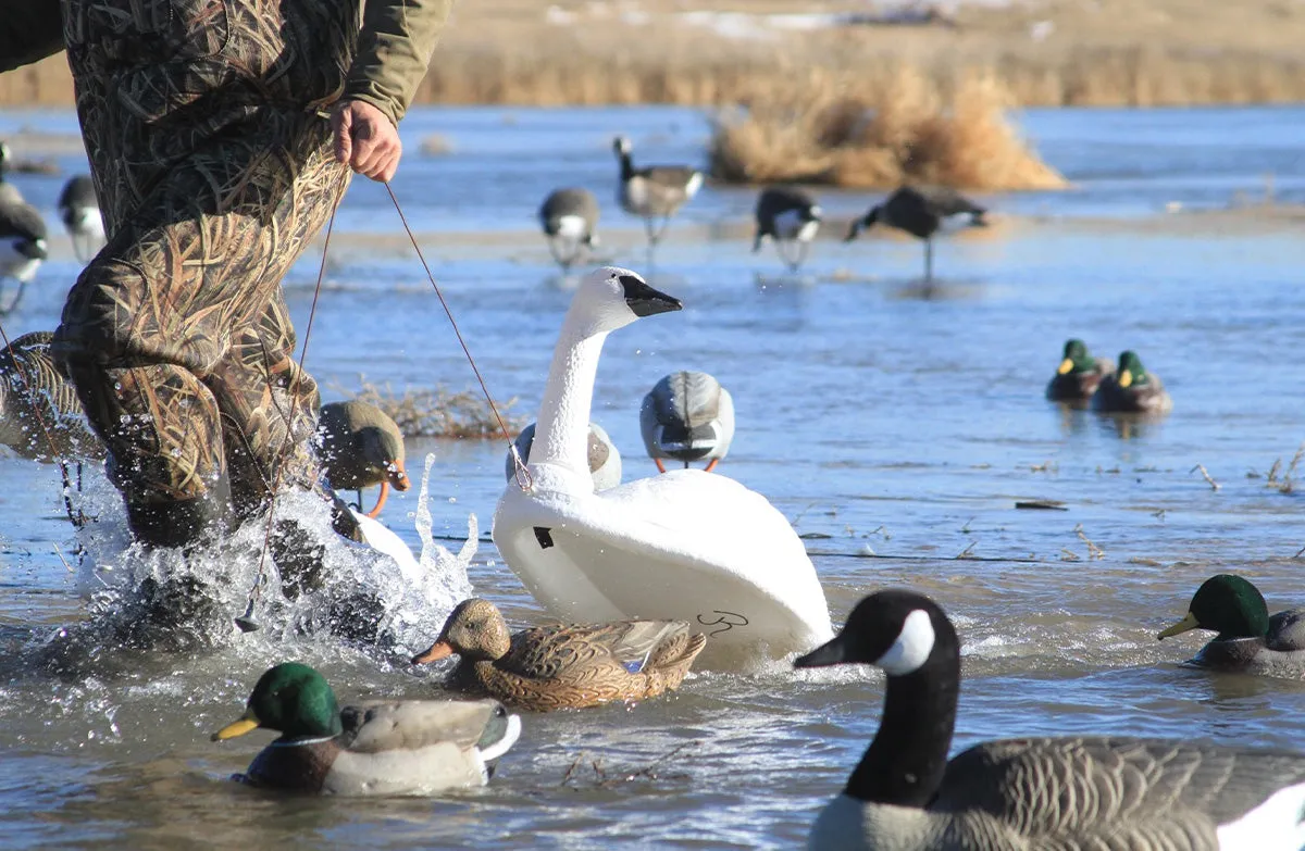Swan
