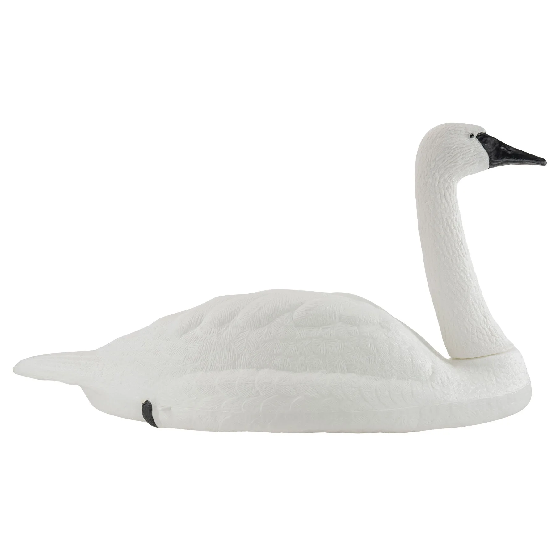 Swan